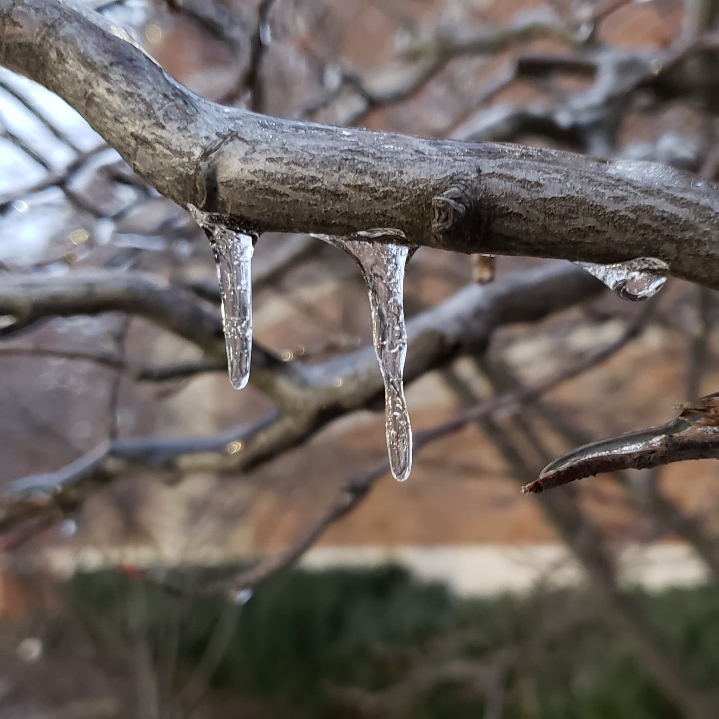What is this substance on the trees? ;)