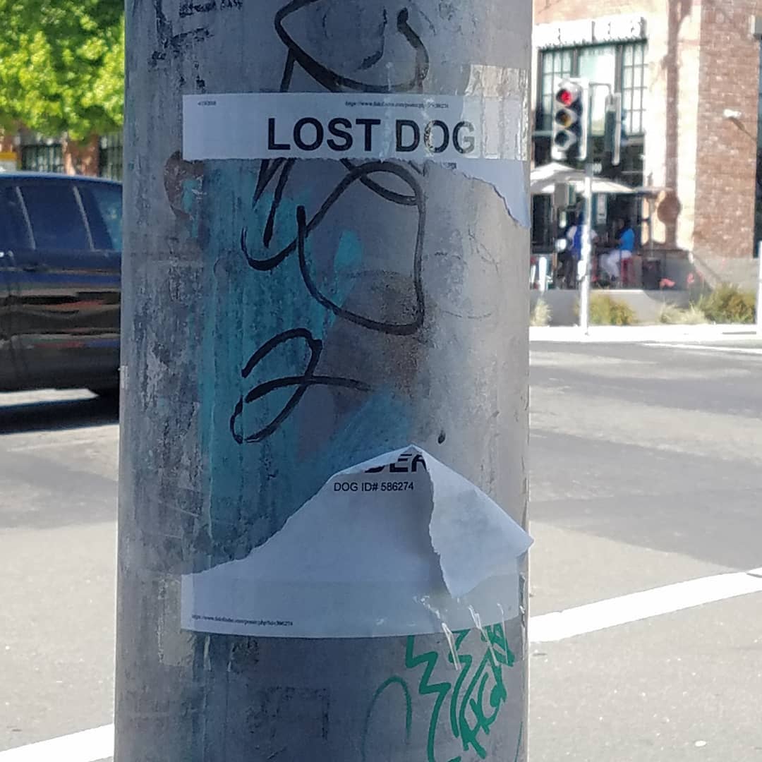 Lost... lost dog sign.